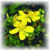 St. John's Wort P.E